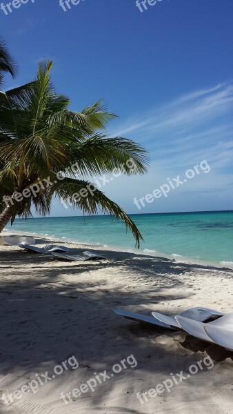 Beach Palm Trees Caribbean Sea Vacations