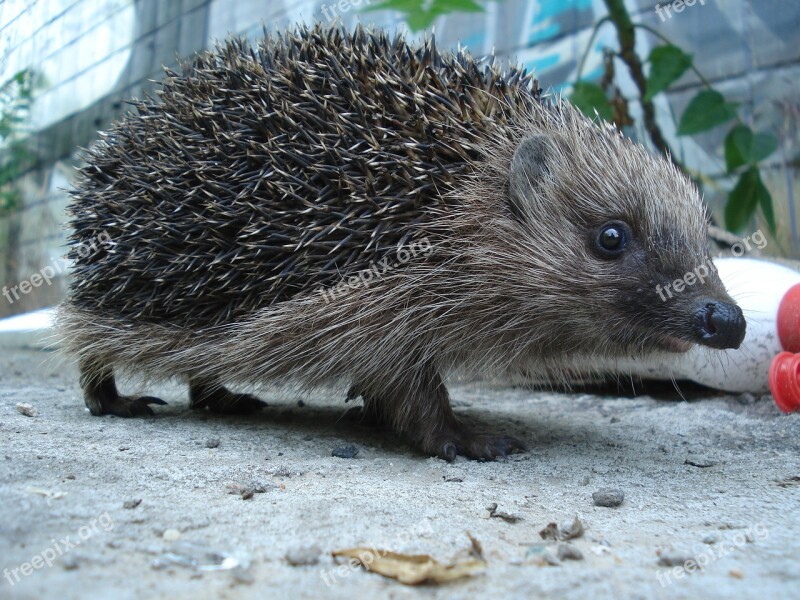 Hedgehog Animals Forest Free Photos