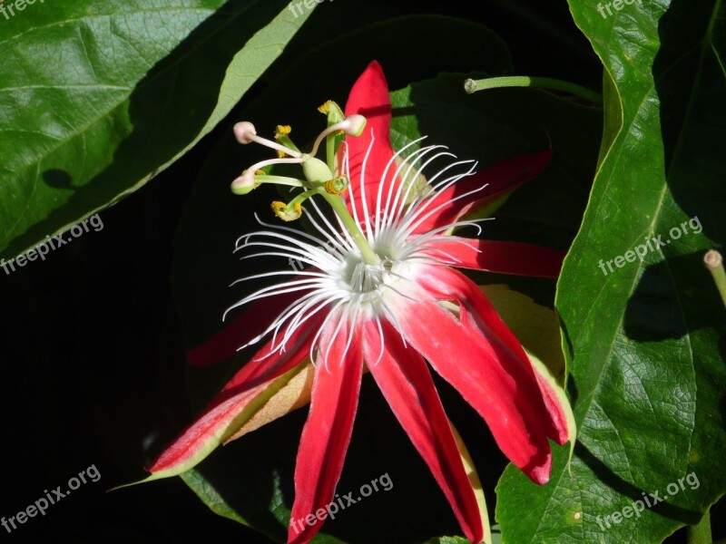 Passion Fruit Flower Reproducão Free Photos