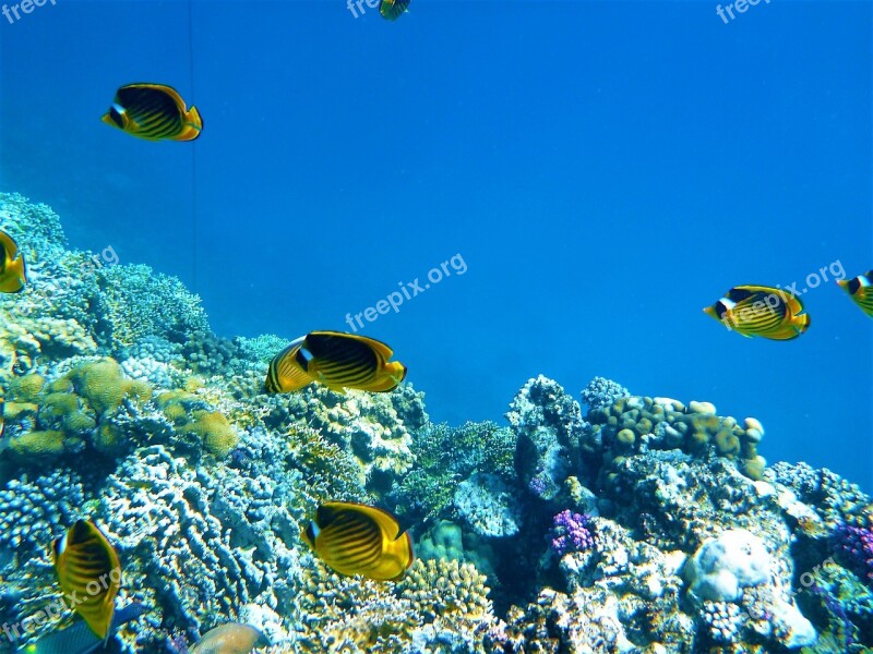 Marine Fish Rocks Sea Free Photos