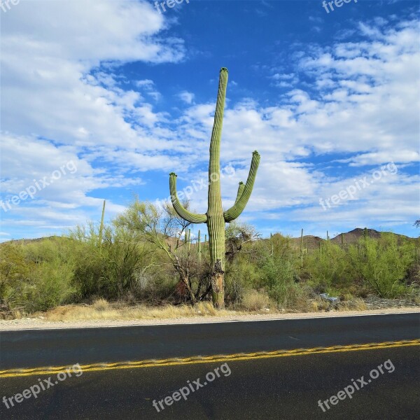 Cactus Arizona Saguaro Landscape Sky