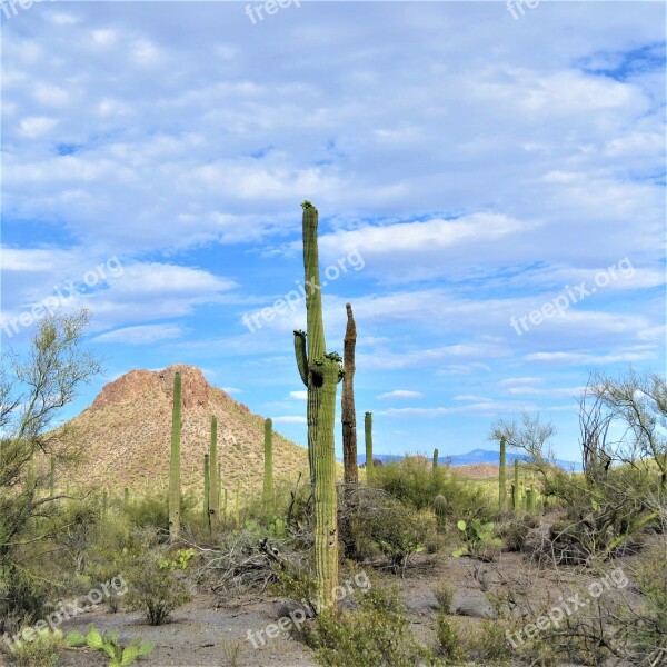 Cactus Arizona Saguaro Landscape Sky