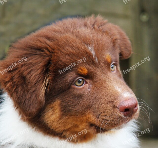 Dog Young Young Dog Cute Purebred Dog