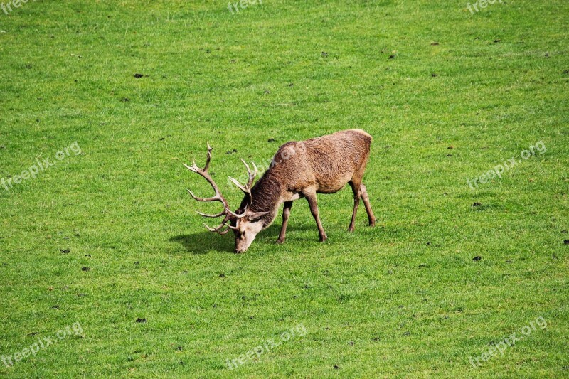 Hirsch Antler Nature Red Deer Animal World