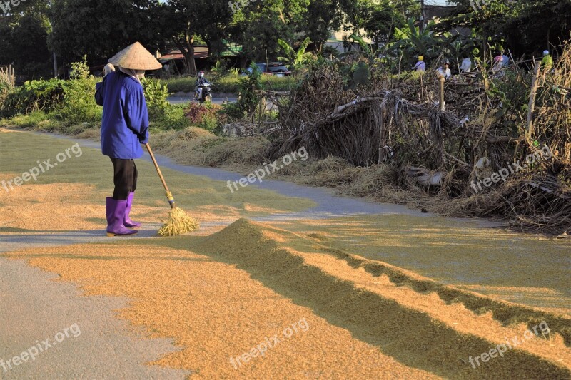 Grain Silk Rice Farmer Home