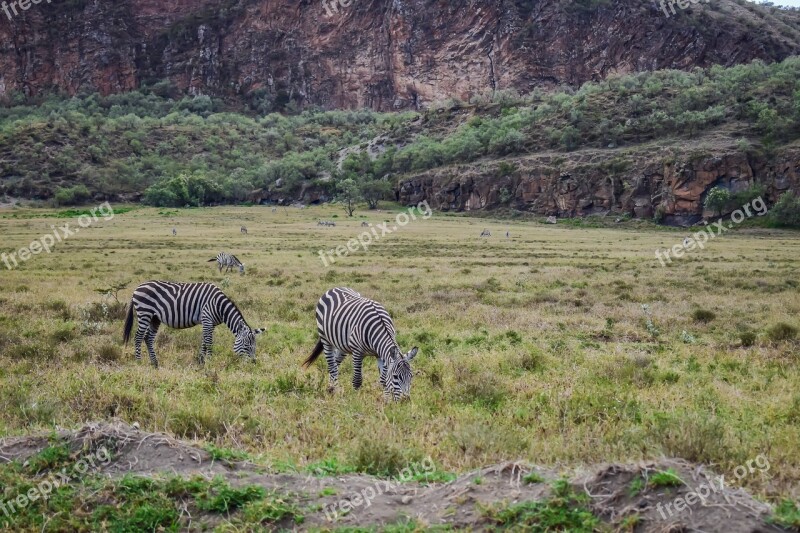 Zebras Grazing In Kenya Free Photos