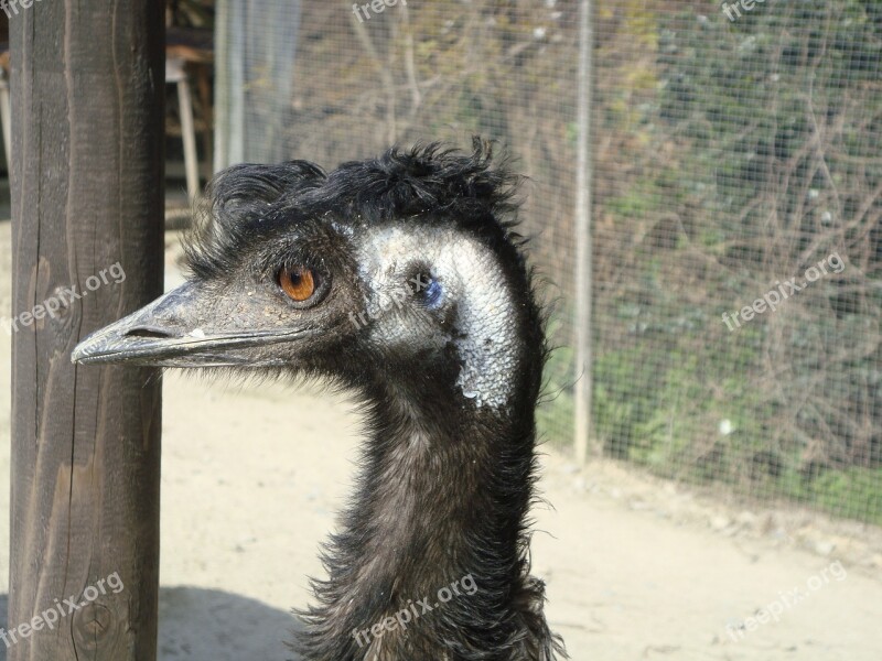 Ostrich Bird Animal Free Photos