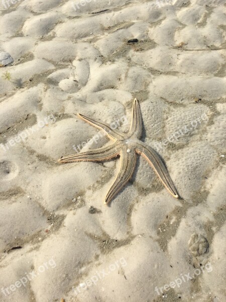 Sea Creature Sea Life Star Fish Sea Ocean