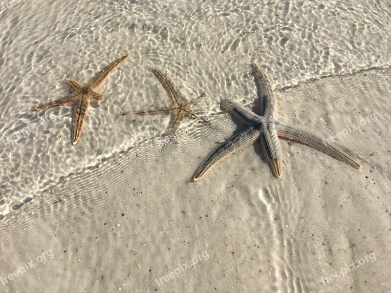 Sea Creature Sea Life Star Fish Sea Ocean