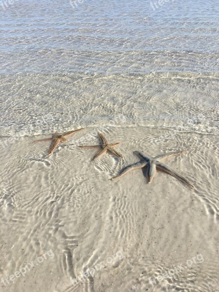 Sea Creature Sea Life Star Fish Sea Ocean