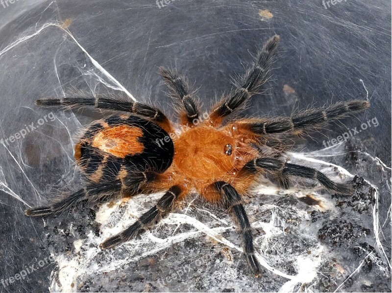 Spider Tarantula Creepy Arachnophobia Terrarium