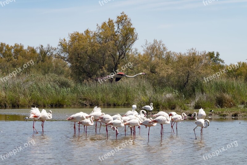 Flamingos Pink Flamingo Birds Plumage Wader