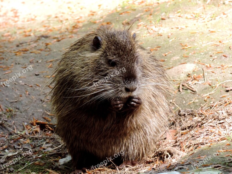 Nutria Rodent Mammal Living Creatures Animal Nature