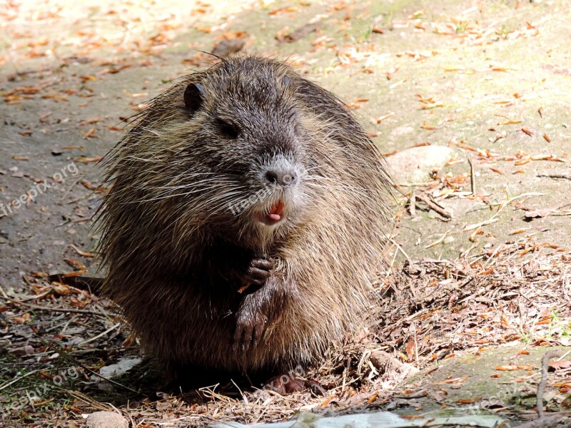 Nutria Rodent Mammal Creature Animal