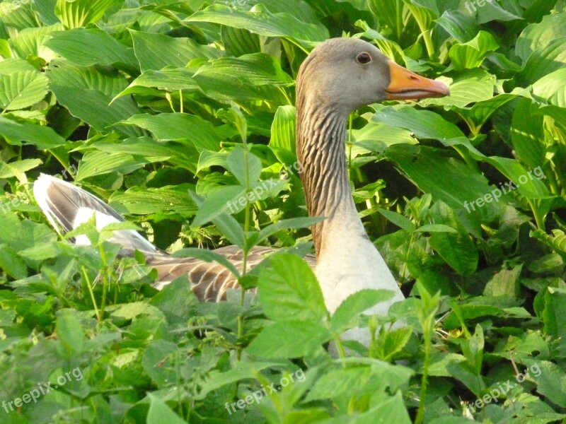 Greylag Goose Duck Bird Water Bird Goose Bird