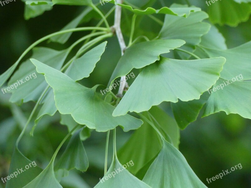 Ginkgo Leaves Ginkgo Tree Ginkgo Leaf Plant