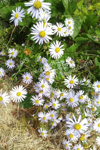 Wormwood Some Competition Flowers White Flower Nature Plants