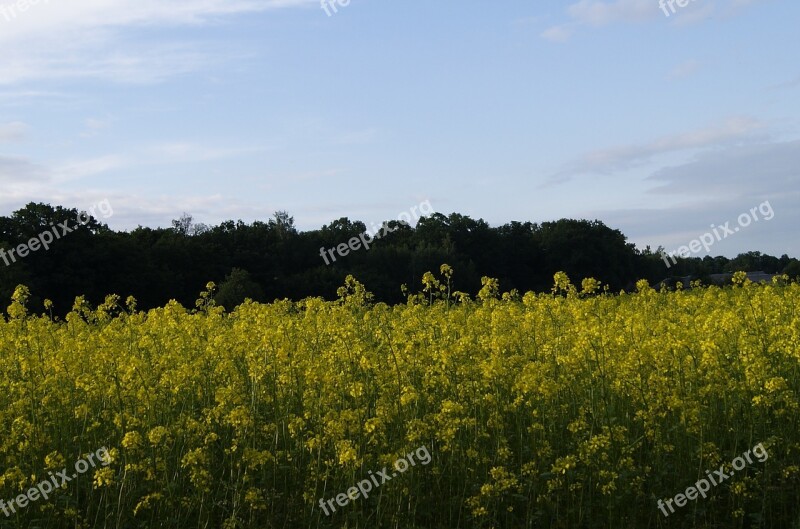 Rapeseed Summer Nature Sky Landscape