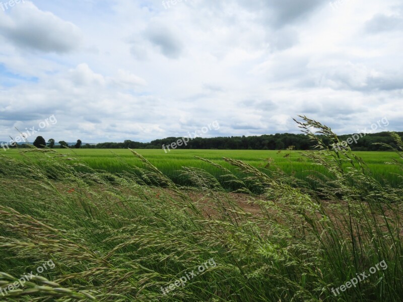 Field Crops Agriculture Rural Landscape