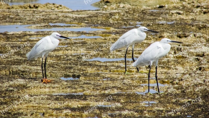 Little Egret Birds Sea Birds Animal Nature