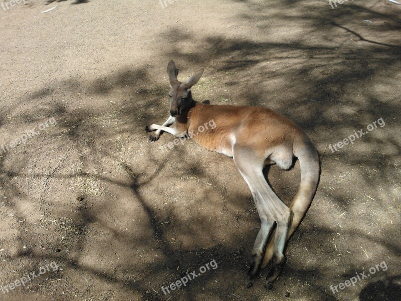 Kangaroo Australia Tired Of Zoo Animal