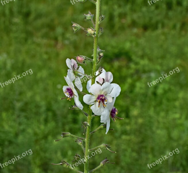 Marsh Mallow Flower Blossom Bloom Plant