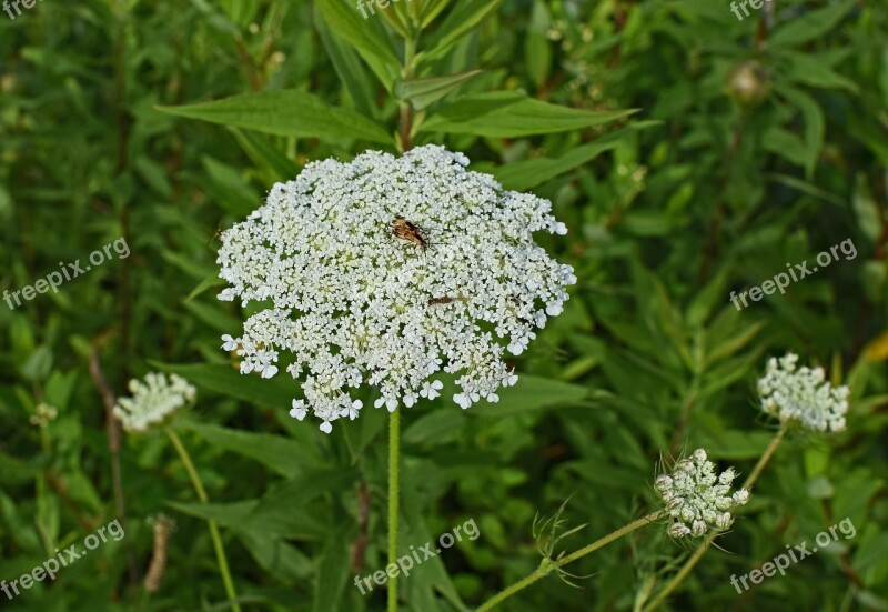 Queen Anne's Lace With Insect Goldenrod Soldier Beetle Wasp Insect Animal