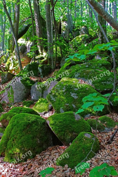 Forest Pierre Nature Trees Foam