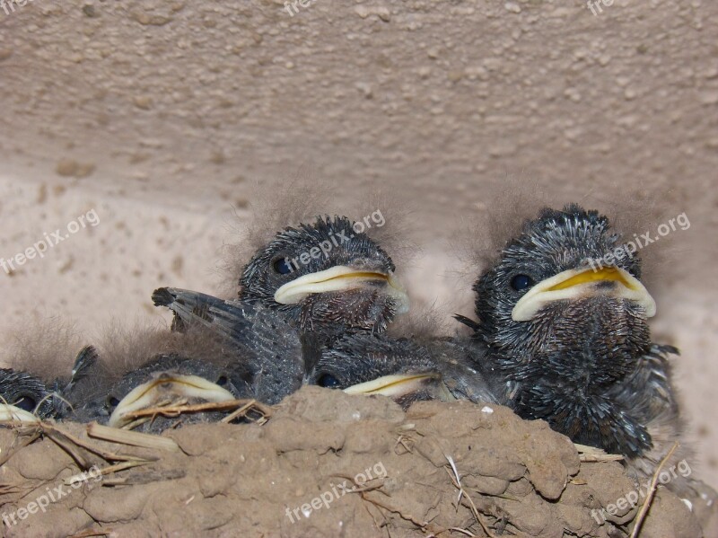 Chicks Birds Nest Swallows Hirundo Rustica