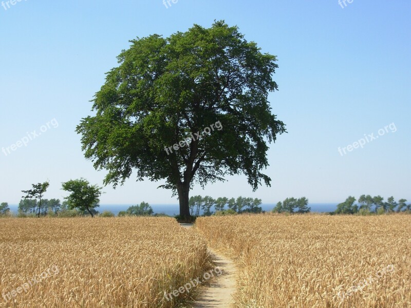 Cornfield Tree Summer Sun Sky