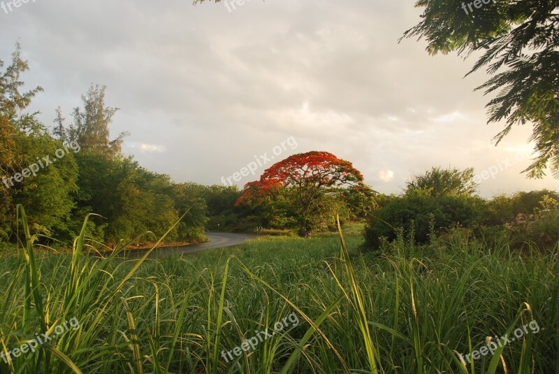 Tree Mauritius Green Red Nature