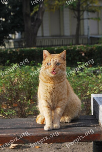 Cat Tongue Funny Orange Sitting