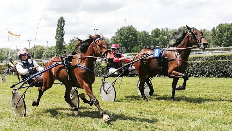 Horses Race Trot Horse Horseback Riding