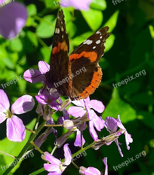 Butterfly Orange Black Nature Insect