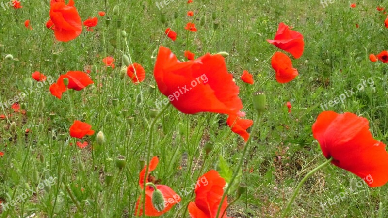 Poppies Nature Meadow Blooms Red