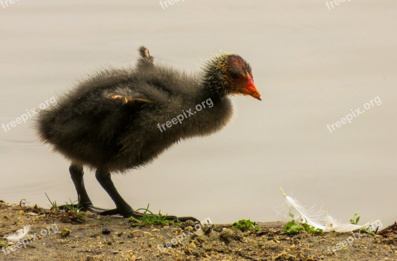 Animal Bird Great Crested Grebe Chicks Young Bird