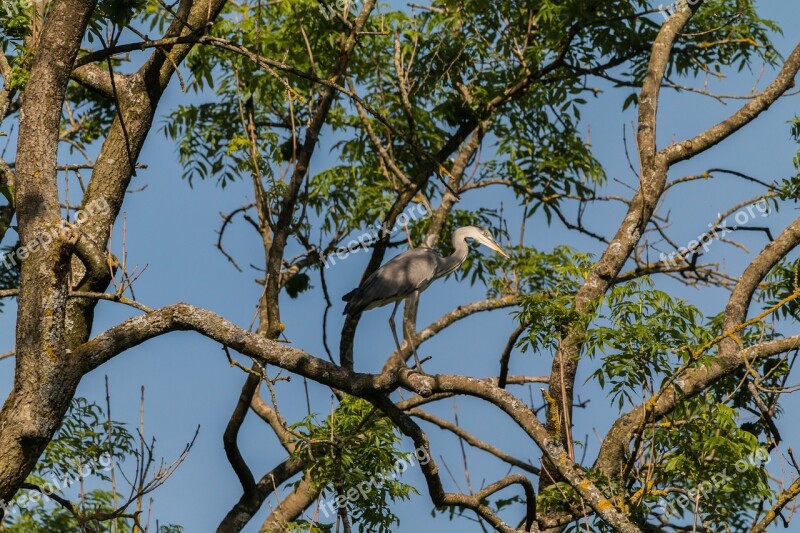 Heron Bird Tree Nature Grey Heron