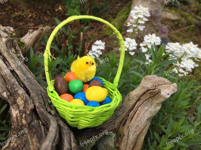 Passover Nature Basket œuf Chick