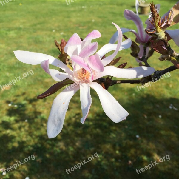 Flower Magnolia Nature Spring Flowering