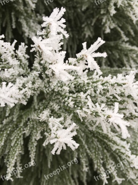 Frost Winter Cold Fir Frozen Leaves