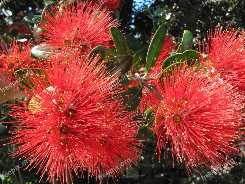 New Zealand Christmas Tree Pohutukawa Flowers Free Photos