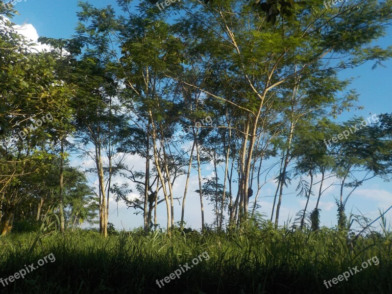 Amazon Nariño Port Amazon Rainforest Colombia Landscape