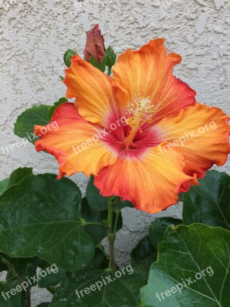 Flower Hibiscus Bloom Plant Single