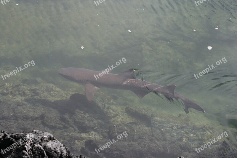 Shark Small Galápagos Free Photos