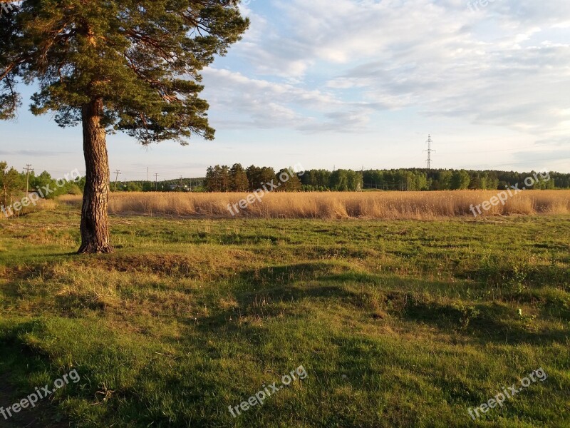 Tree Field Reed Grass Firewood