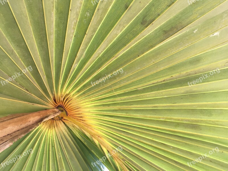 Palm Leaf Green Tropical Hawaii Branch