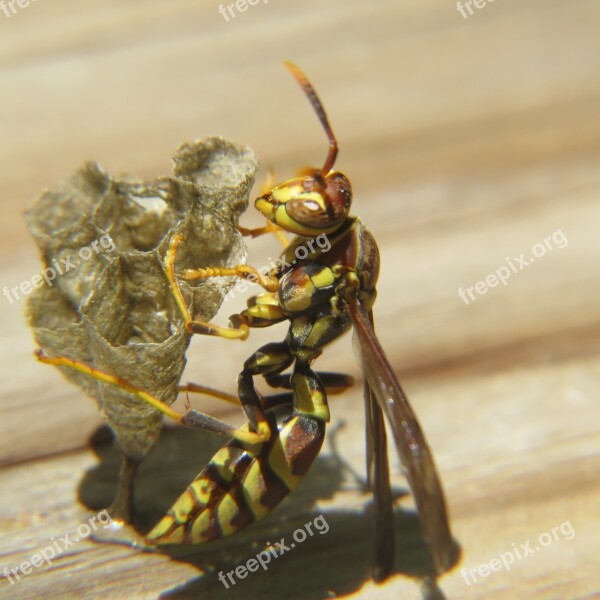 Wasp Insect Nest Yellow Free Photos