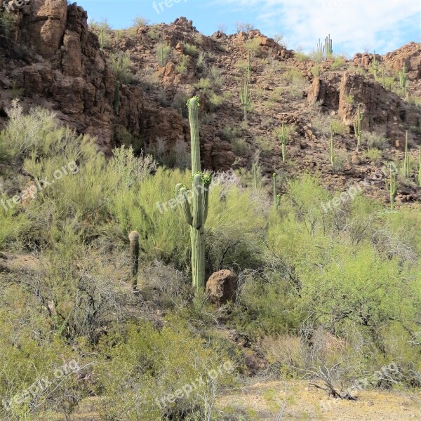 Cactus Arizona Saguaro Landscape Mountain