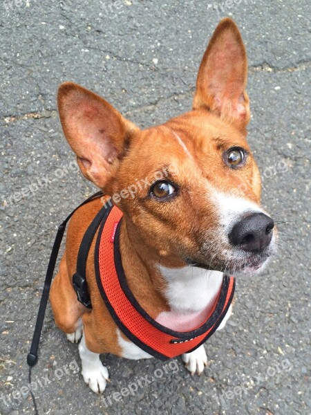 Dog Basenji Animal Pet Cute