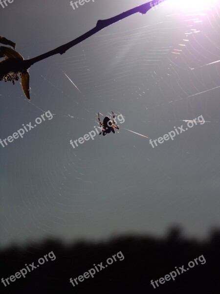 Spiders Forest Trees Sky Animal